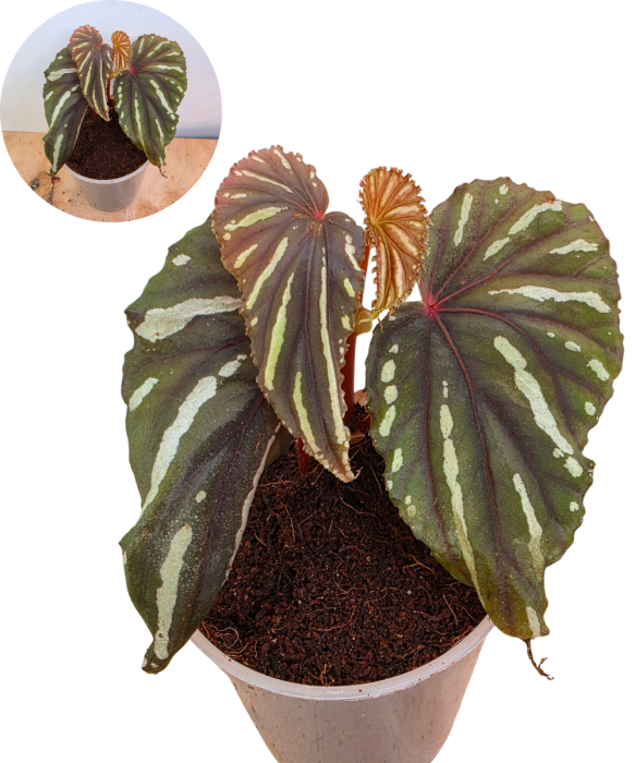 Begonia keranji.png