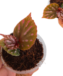 Begonia roseopunctata liście.png