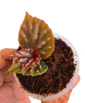 Begonia roseopunctata zbliżenie.png