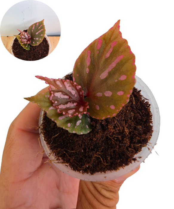 Begonia roseopunctata.png