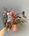 Philodendron Pink Princess Marble Variegata | Nr 1