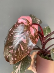 Philodendron Pink Princess Marble Variegata | Nr 1