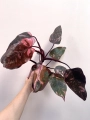 Philodendron Pink Princess Marble Variegata | Nr 1
