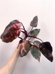 Philodendron Pink Princess Marble Variegata | Nr 1