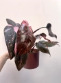 Philodendron Pink Princess Marble Variegata | Nr 1