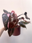 Philodendron Pink Princess Marble Variegata | Nr 1