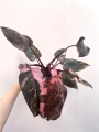 Philodendron Pink Princess Marble Variegata | Nr 1