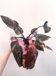 Philodendron Pink Princess Marble Variegata | Nr 1