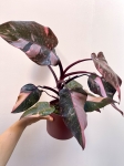 Philodendron Pink Princess Marble Variegata | Nr 2