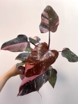 Philodendron Pink Princess Marble Variegata | Nr 2