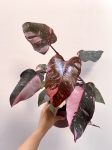 Philodendron Pink Princess Marble Variegata | Nr 2