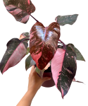 Philodendron Pink Princess Marble Variegata