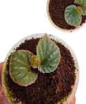 Begonia saripoi liście.png