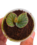 Begonia saripoi zbliżenie.png