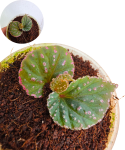 Begonia saripoi.png