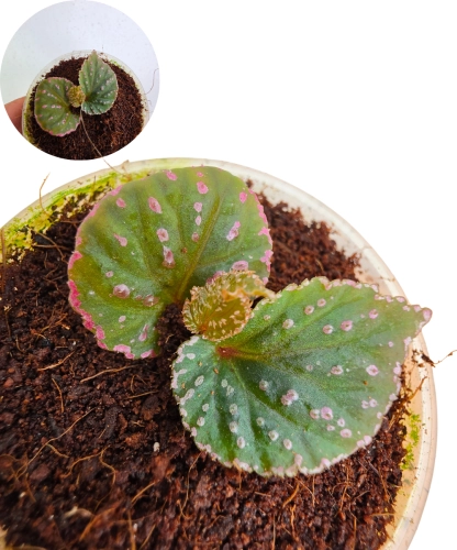 Begonia saripoi.png