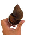 Begonia sp. Atricha w doniczce.png