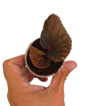 Begonia sp. Atricha w doniczce.png