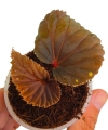 Begonia sp. Atricha zbliżenie.png