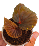 Begonia sp. Atricha zbliżenie.png