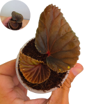 Begonia sp. Atricha.png