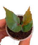 Begonia kapuashuluensis sp Temuyuk w doniczce.png