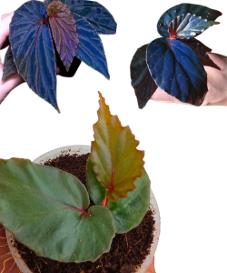 Begonia kapuashuluensis sp Temuyuk