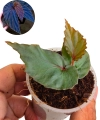 Begonia kapuashuluensis sp Temuyuk.png