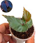 Begonia kapuashuluensis sp Temuyuk.png