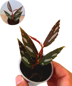 Begonia Julau 2