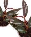 Begonia julau typ 2 liście.png