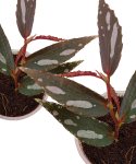 Begonia julau typ 2 liście.png