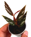 Begonia julau typ 2 w doniczce.png