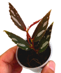 Begonia julau typ 2 w doniczce.png