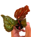 Begonia DS-Cosmo zbliżenie.png