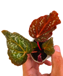 Begonia DS-Cosmo zbliżenie.png
