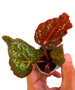Begonia DS-Cosmo