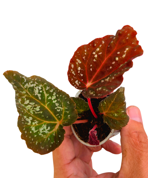 Begonia DS-Cosmo zbliżenie.png