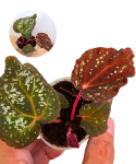 Begonia DS-Cosmo.png