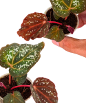 Begonia DS-Cosmo liście.png