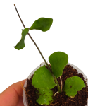 Hoya kanyakumariana sadzonka.png