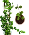 Hoya kanyakumariana dorosła i sadzonka.png