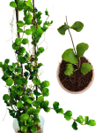 Hoya kanyakumariana dorosła i sadzonka.png