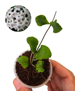 Hoya kanyakumariana