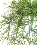 Hoya retusa dorosła.png