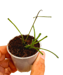 Hoya retusa sadzonka.png