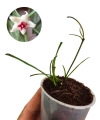 Hoya retusa.png