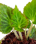Begonia pearcei zbliżenie.png