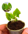 Begonia pearcei.png