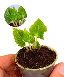 Begonia pearcei